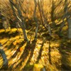 Impression of birch trees in morning light